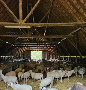 Leentje 11 Schaapskooi doorkijkje